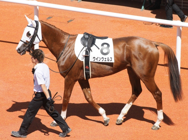 ３歳未勝利(12戦目)パドック ウインウェルス