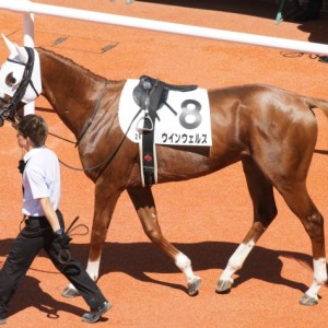 ３歳未勝利(12戦目)パドック