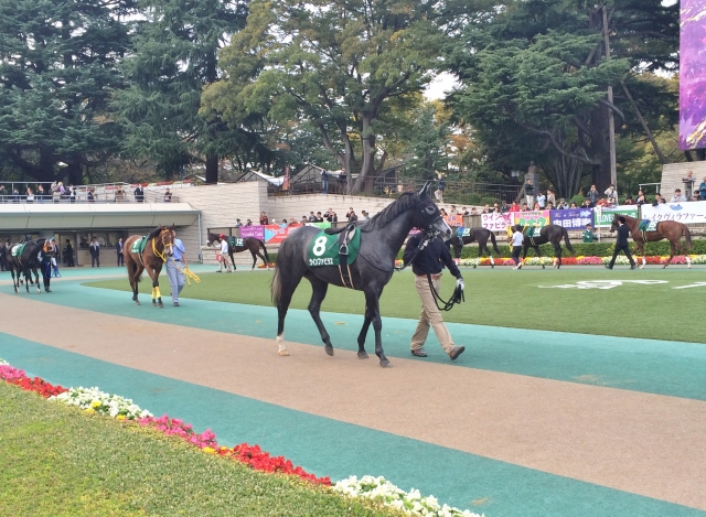 秋初戦　　暮れの阪神めざせ！ ウインファビラス