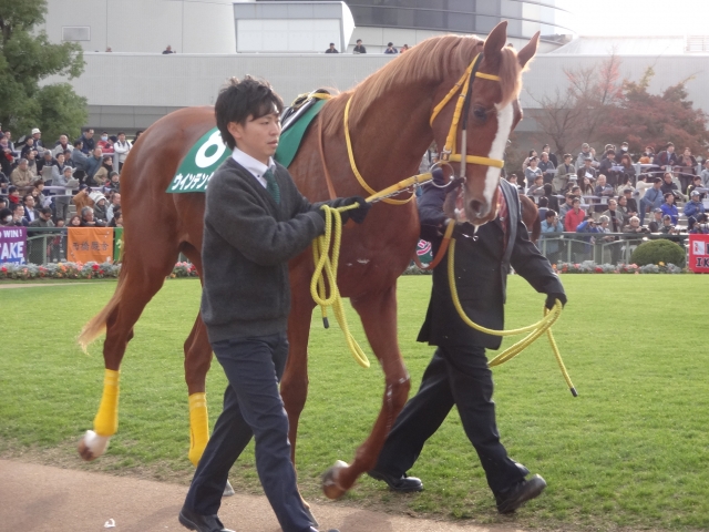 京都２歳ステークスパドック ウインテンダネス