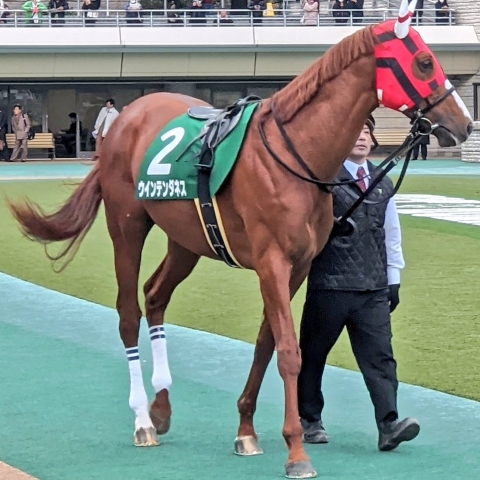 ダイヤモンドS パドック ウインテンダネス