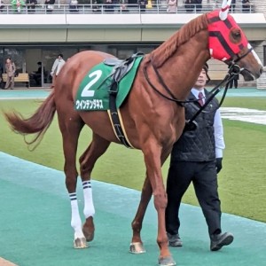 ダイヤモンドS パドック