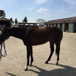 ジョイナスファームにて