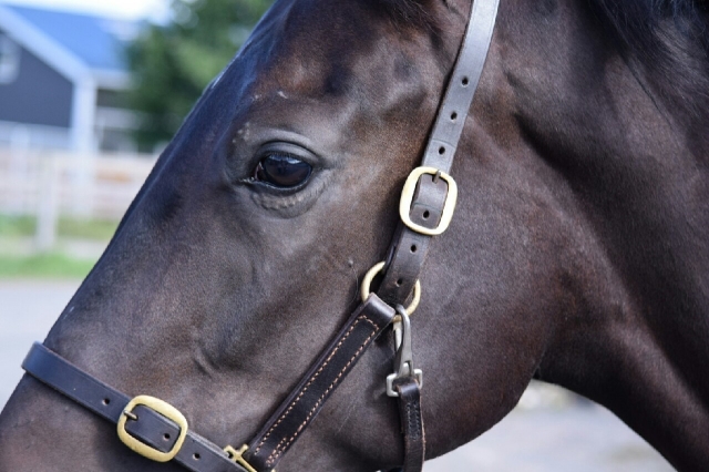 西舎 プランソレイユ