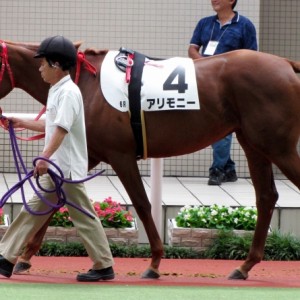 デビュー戦パドック