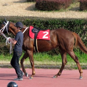 笠松競馬交流戦パドック