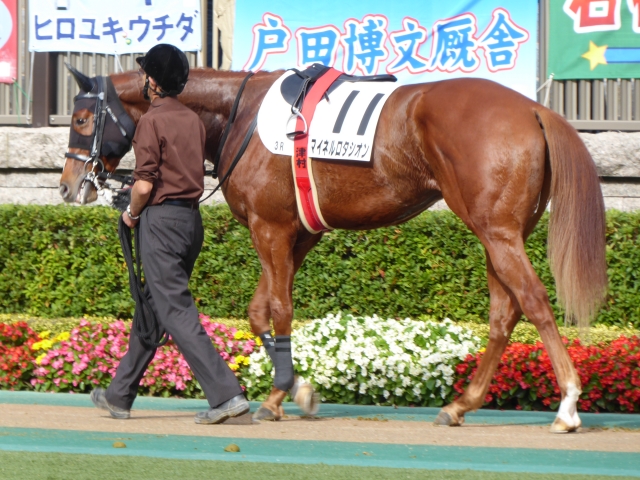 未勝利パドック マイネルロタシオン