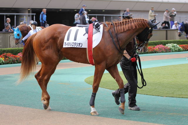 未勝利戦パドック マイネルロタシオン