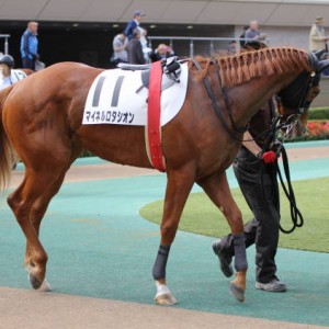 未勝利戦パドック