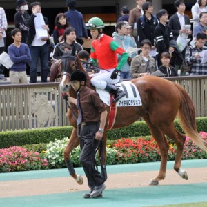 未勝利戦パドック２
