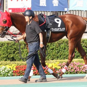 アイビーSパドック