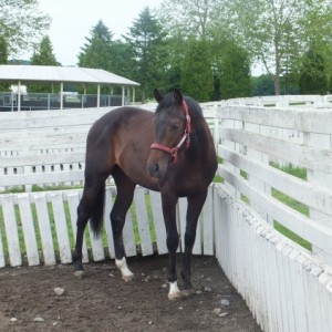 2015ＣＶＦ＆ＢＲＦツアー①