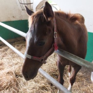 コスモヴューファーム②