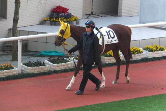 阪神競馬場 フロムマイハート