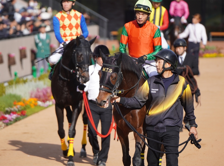 2023/11/11 京都ジャンプS(JG3) マイネルヴァッサー