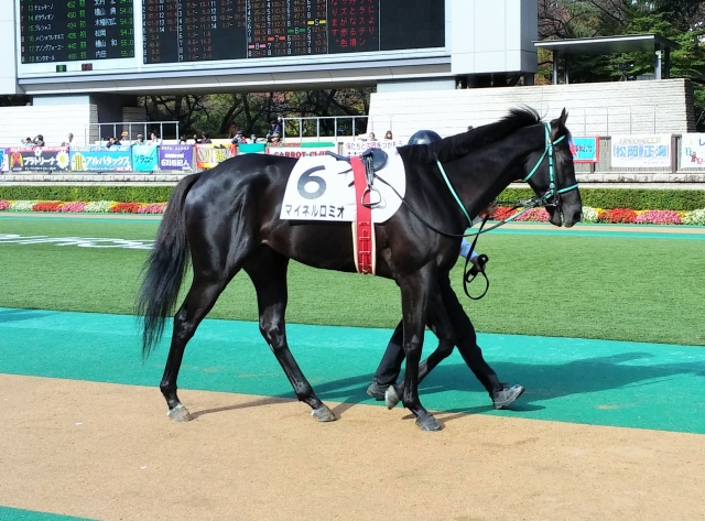 新馬戦パドック マイネルロミオ