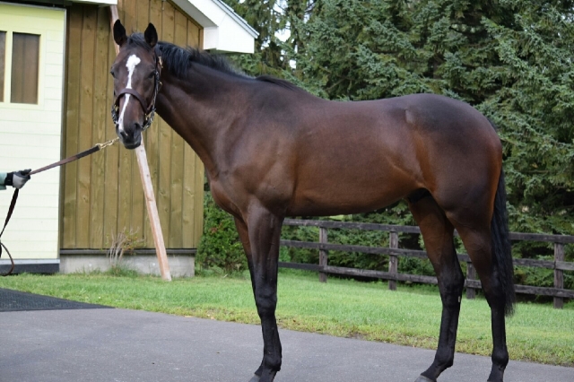 社台Ｆにて セネッティ