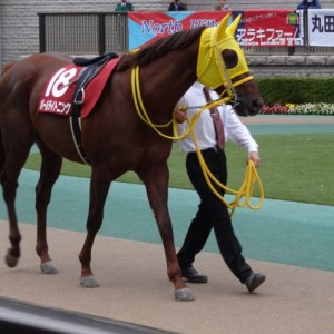 京王杯２歳Ｓパドック