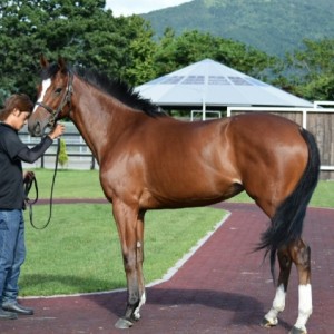 山口ステーブル