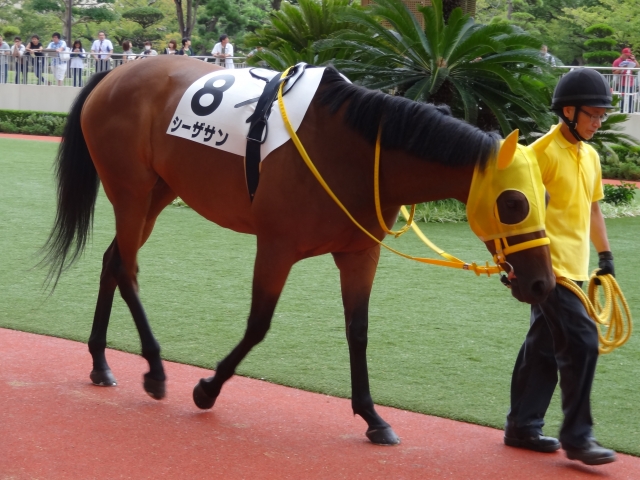 未勝利戦 パドック シーザサン