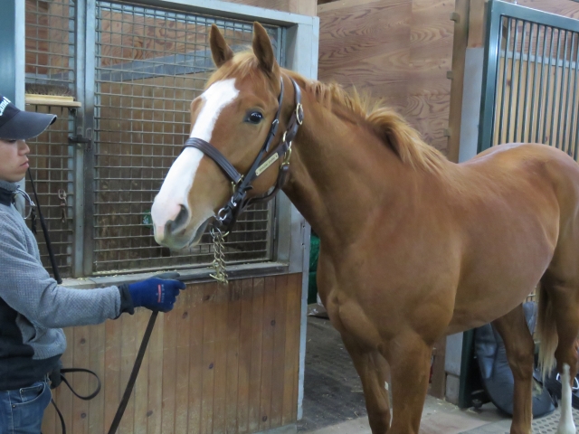 牧場見学_社台ファーム② ウイングソルジャー