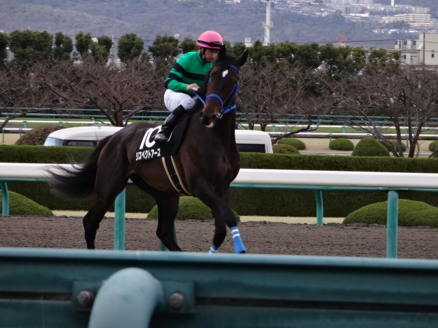 若葉ステークス　返し馬 リスペクトアース