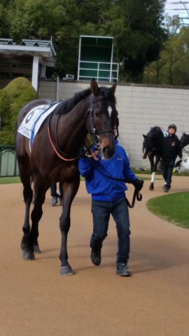 デビュー2戦目 ロードプレミアム