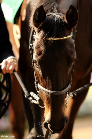 パドックでは終始首を下げて気合い満点!! エンジェルフェイス