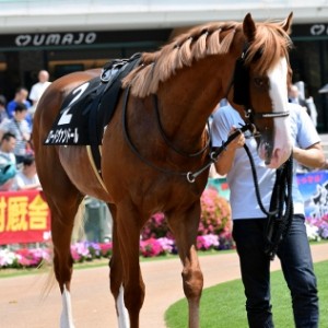 メルボルンＴ パドックにて