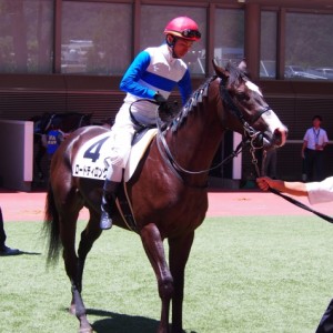 新馬戦パドック