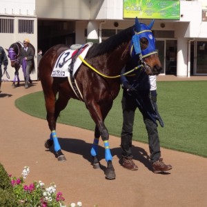500万下 パドック
