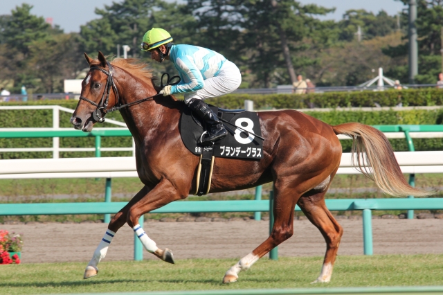 2015年10月3日（土） カンナステークス ブランデーグラス