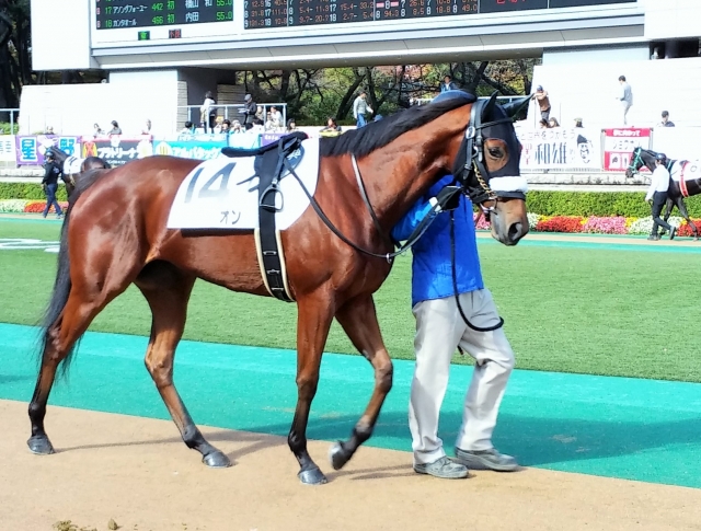 新馬戦パドック パラヴィオン