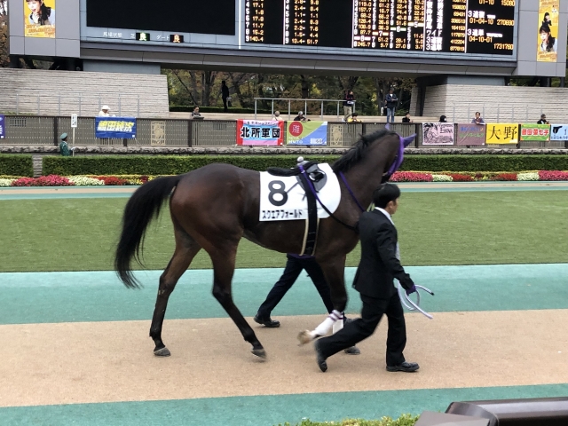 パドック スクエアフォールド