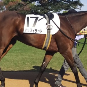 3歳上500万下パドック