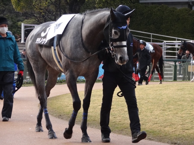 石清水ステークス　パドック テラノヴァ