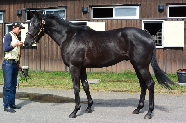 社台ファーム ジャストコーズ