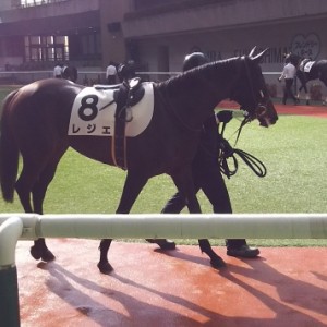 ギリギリの体のパドック