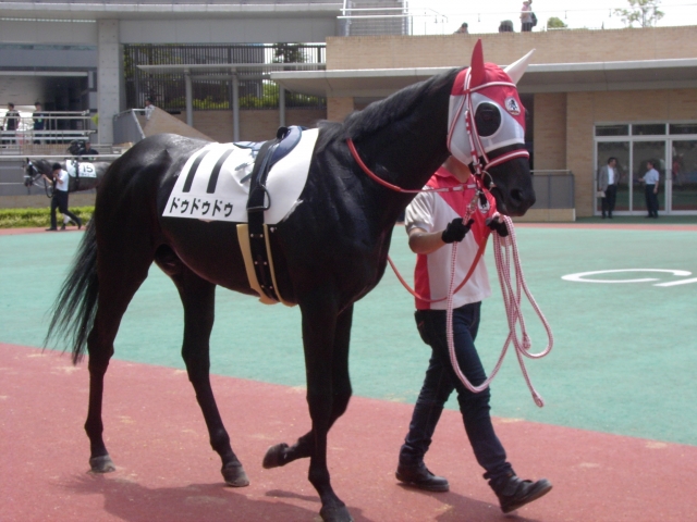 平成28年7月10日中京8Rパドック2 ドゥドゥドゥ