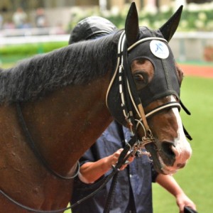 パドック騎乗前２