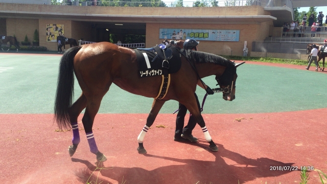 パドックにて ソーディヴァイン