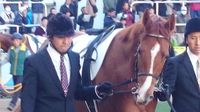 中山競馬5レース シュティルヴァルト