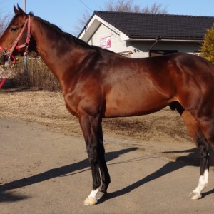 セグチＲS 千葉