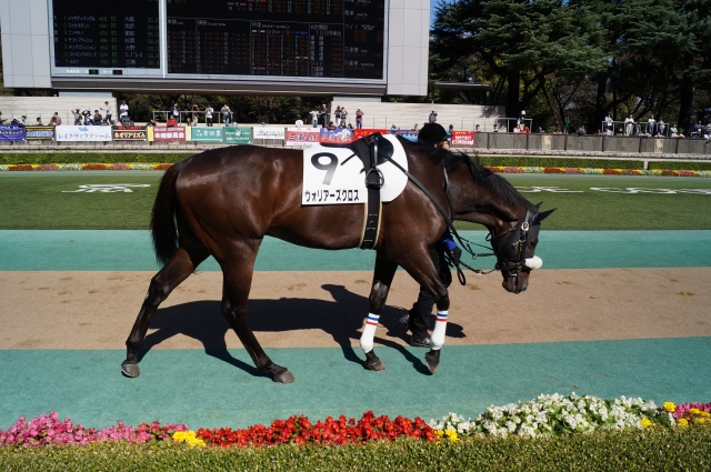 新馬戦 ウォリアーズクロス