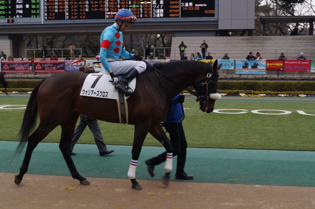 2016/02/063歳未勝利　パドック ウォリアーズクロス