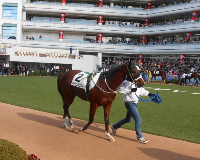新馬戦パドック パーソナルブルー