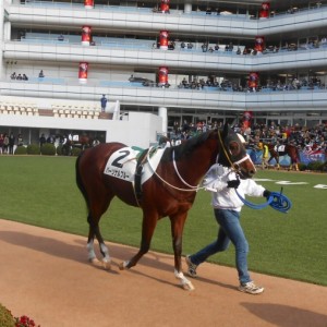 新馬戦パドック