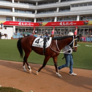 未勝利を勝ち上がり休養明け中山に凱旋パドック