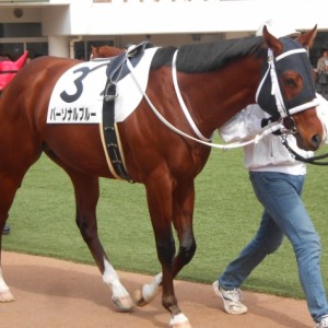 胴回りに厚みを出すパーソナルブルーの馬体