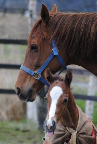 当歳時のパーソナル君with母ラフレッシュ＠本桐牧場 パーソナルブルー